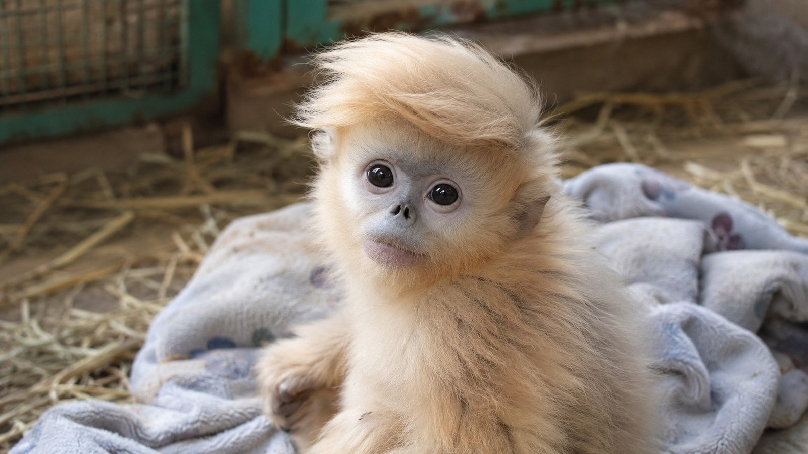 Beijing Zoo Celebrates Joyful Arrival of Golden Snub-Nosed Monkey Infant Named “特朗普·当 Trump Don” with Remarkably Fluffy Mane 