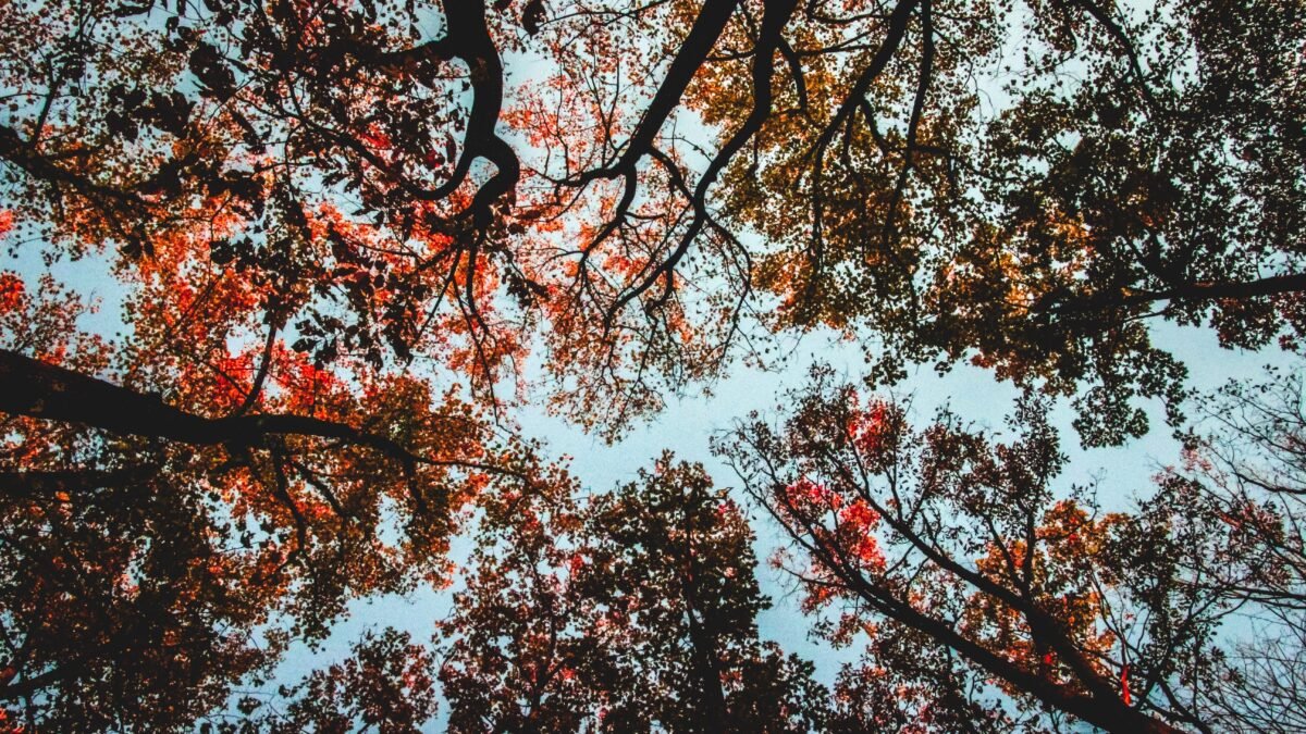Photo by Prathyusha Mettupalle on Pexels