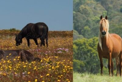 International Equine Community Reacts To Aerial Brumby Shooting
