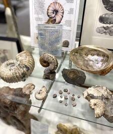 Specially Curated Fossil Exhibit Now Available for Public Viewing at The Sherman Museum