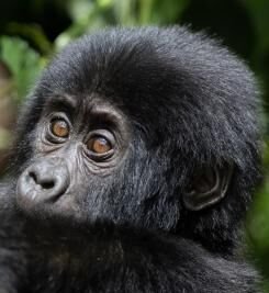 Virtuoso’s 2026 Luxe Report Reveals What Tomorrow’s Luxury Traveller Wants — Uganda Already Has It